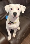 Bolt