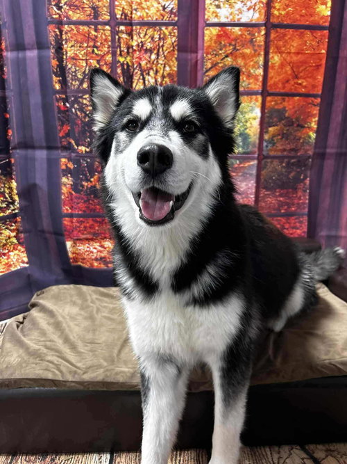 Nova