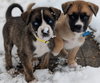 Razor
