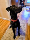 Maggie