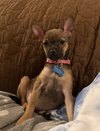 Maple