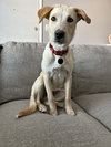 Charlie