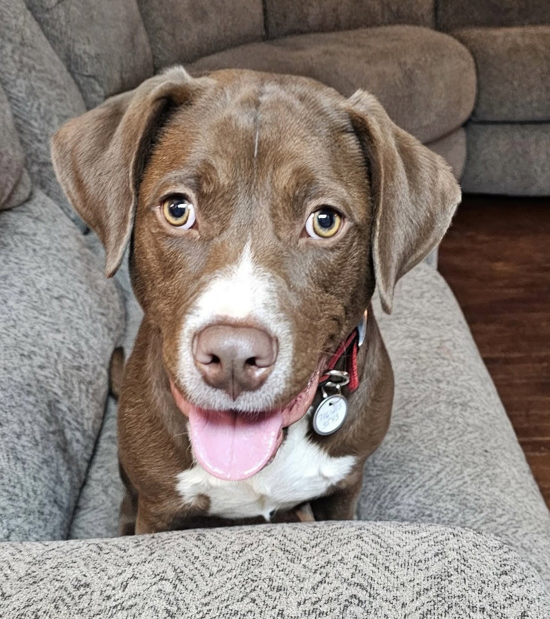 Labrador Retriever