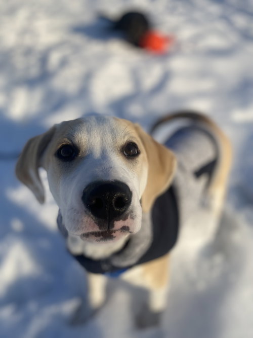 Pete