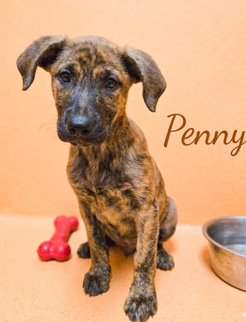 Penny