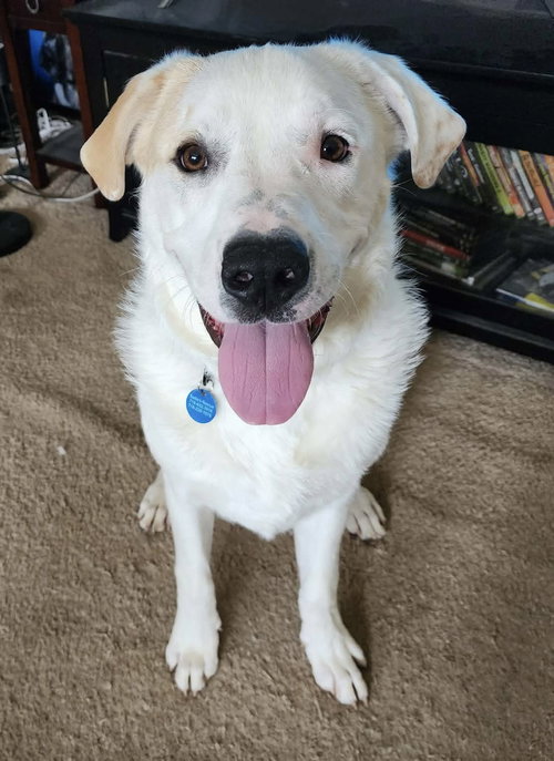 Bo