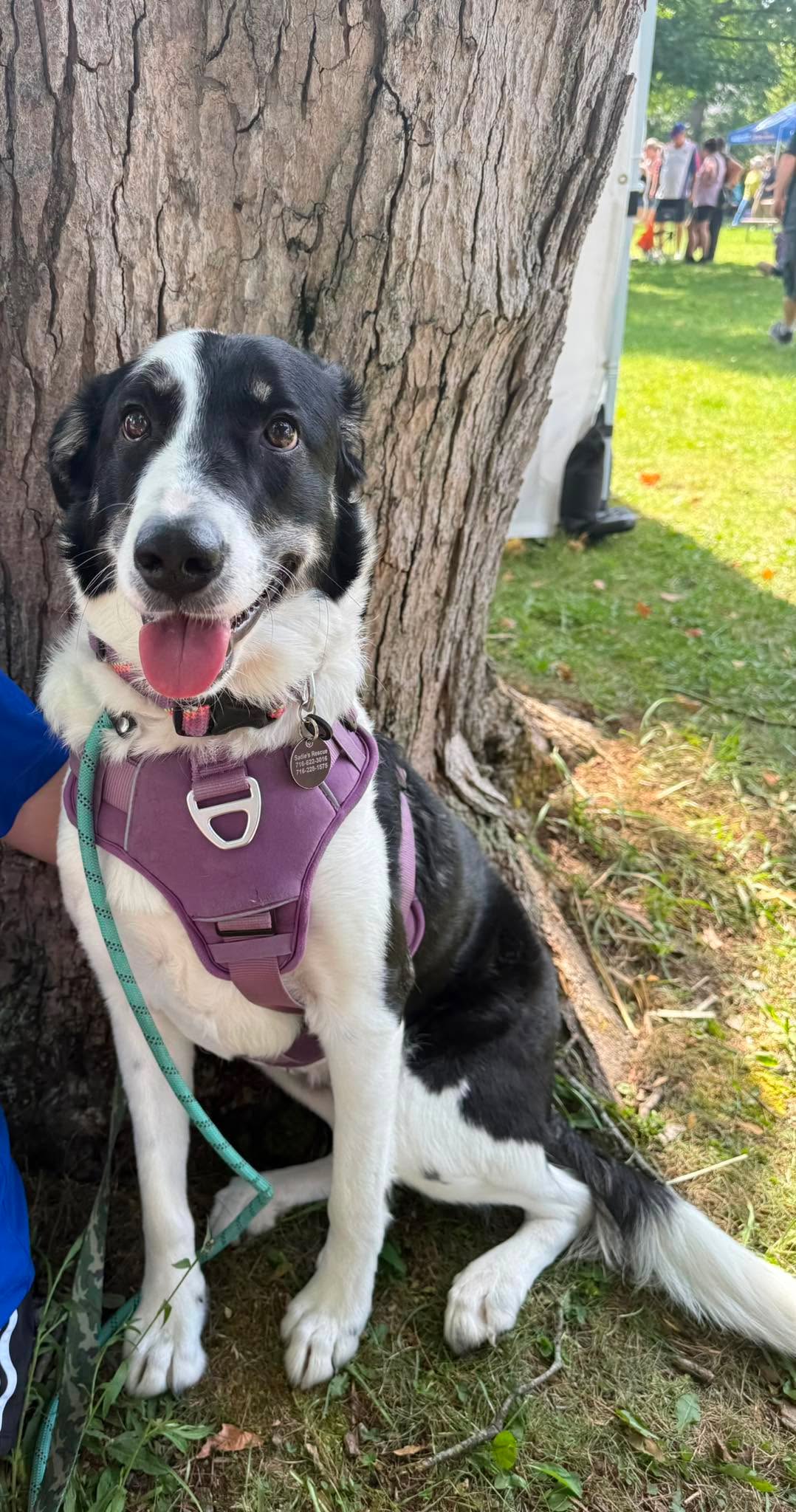 Luna, Border Collie