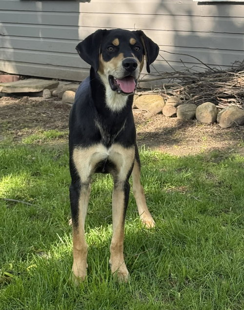 Stark, an adoptable Hound in Hamburg, NY