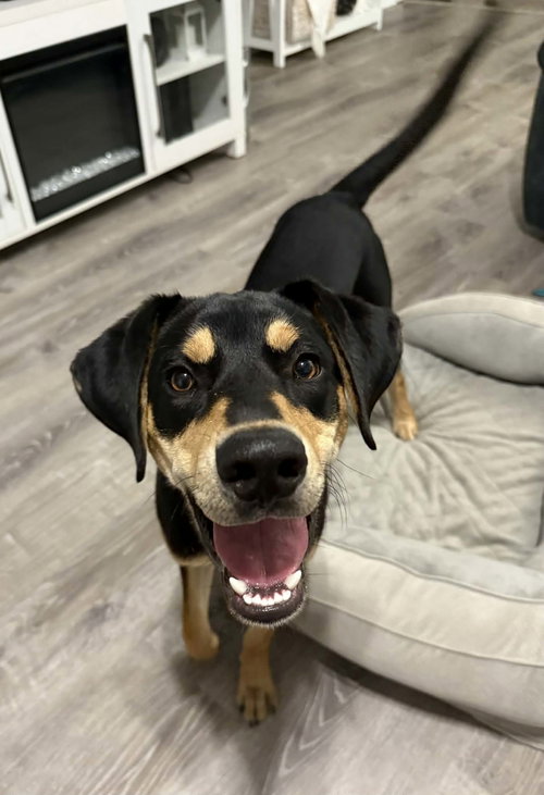 Stark, an adoptable Hound in Hamburg, NY