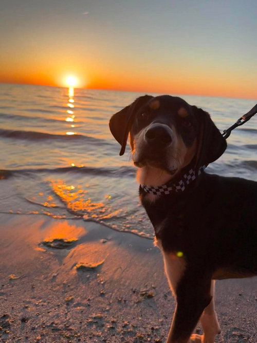 Stark, an adoptable Hound in Hamburg, NY