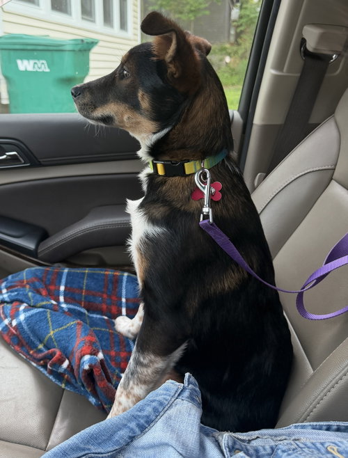 Zahra, an adoptable Australian Cattle Dog in Hamburg, NY