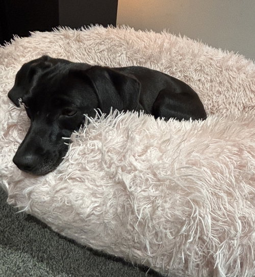 Yuki, an adoptable Black Labrador Retriever in Hamburg, NY