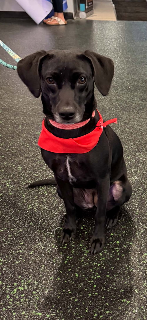Yuki, an adoptable Dachshund in Hamburg, NY