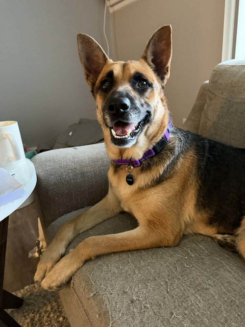 Hattie, an adoptable German Shepherd Dog in Hamburg, NY