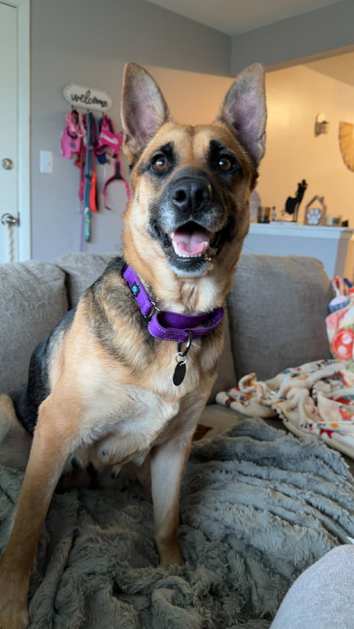 Hattie, an adoptable German Shepherd Dog in Hamburg, NY