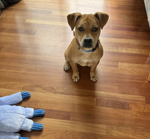 Mae, an adoptable Boxer in Hamburg, NY