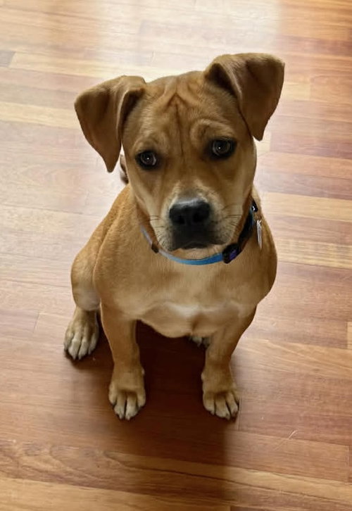 Mae, an adoptable Boxer in Hamburg, NY