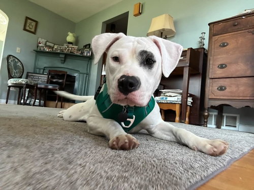 Beefy, an adoptable American Pit Bull Terrier in Hamburg, NY