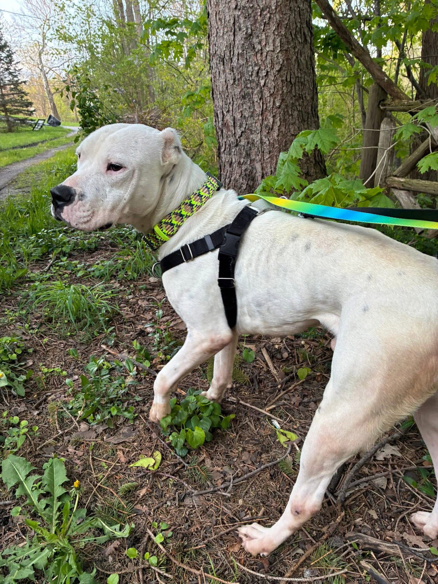 Casper, dog
