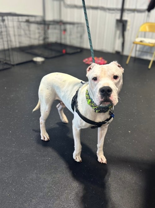 Casper, an adoptable Dogo Argentino in Hamburg, NY