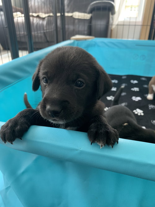 George, an adoptable Labrador Retriever in Hamburg, NY