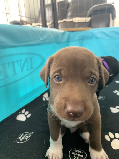 Nelo, an adoptable Labrador Retriever in Hamburg, NY