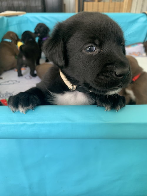 Henry, an adoptable Labrador Retriever in Hamburg, NY