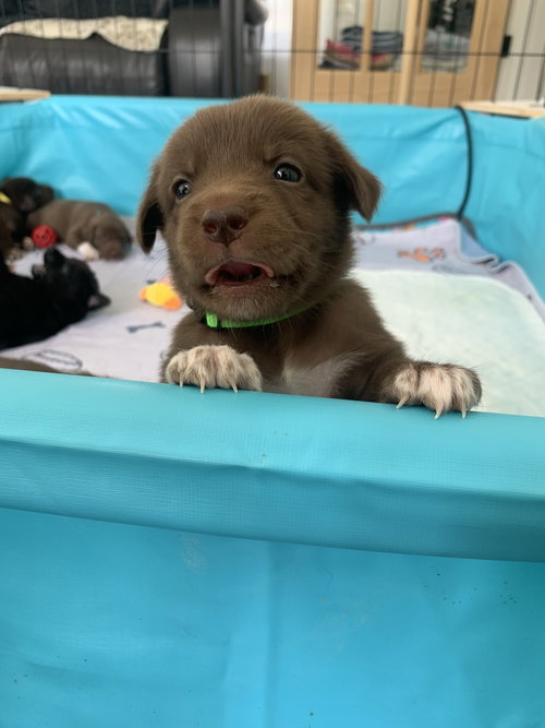 Cornelia, an adoptable Labrador Retriever in Hamburg, NY