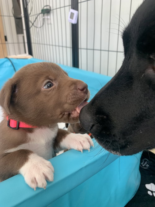 Evelyn, an adoptable Labrador Retriever in Hamburg, NY