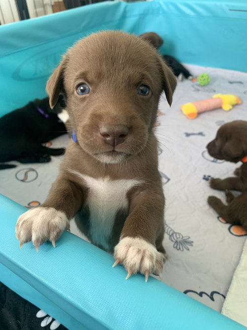 Betty, an adoptable Labrador Retriever in Hamburg, NY