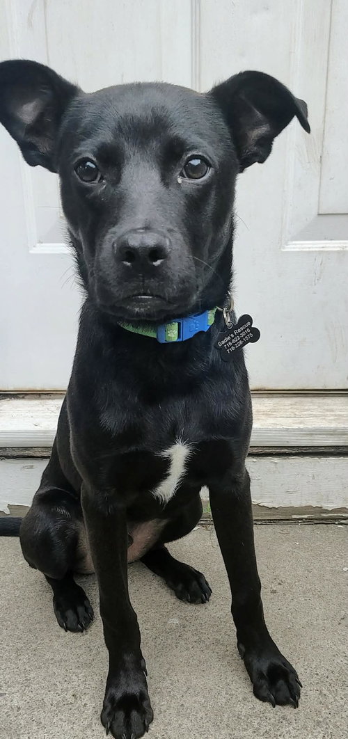 Kovu