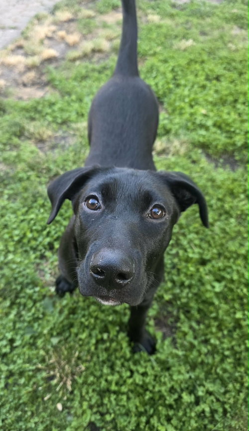 Cookie, an adoptable Hound in Hamburg, NY