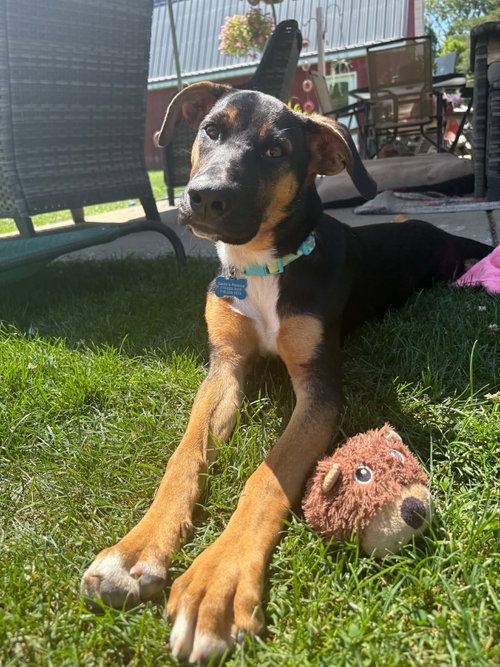 Lacie, a dog for adoption from Sadie's Safe Harbor Canine Rescue