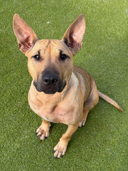 Seneca, an adoptable Bull Terrier in Hamburg, NY