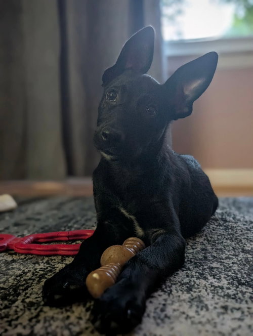 Darwin, an adoptable Labrador Retriever in Hamburg, NY