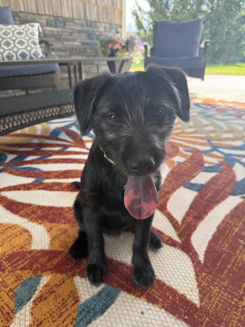 Puka, an adoptable Cattle Dog in Hamburg, NY
