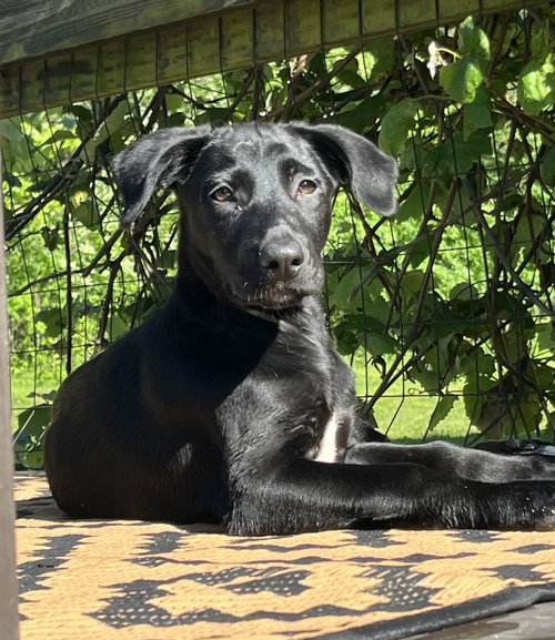 Bindi, an adoptable Labrador Retriever in Hamburg, NY