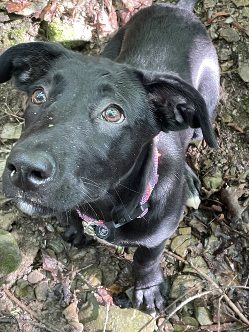 Bindi, an adoptable Labrador Retriever in Hamburg, NY