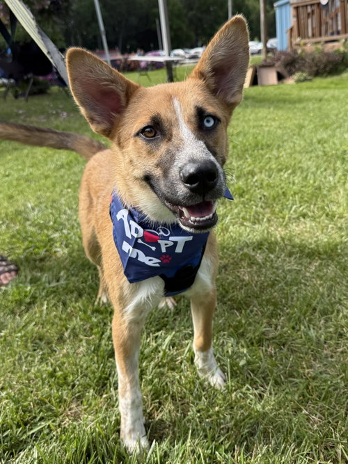 Merlin, an adoptable Husky in Hamburg, NY