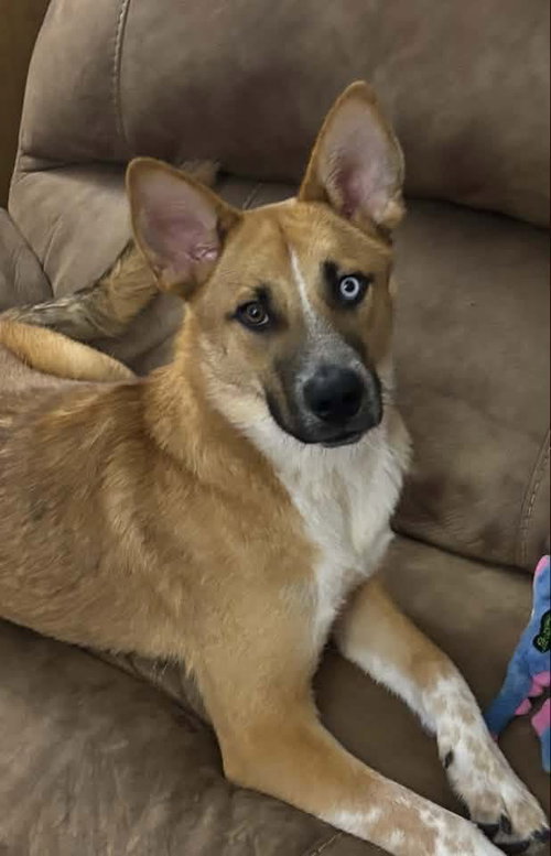 Merlin, a dog for adoption from Sadie's Safe Harbor Canine Rescue