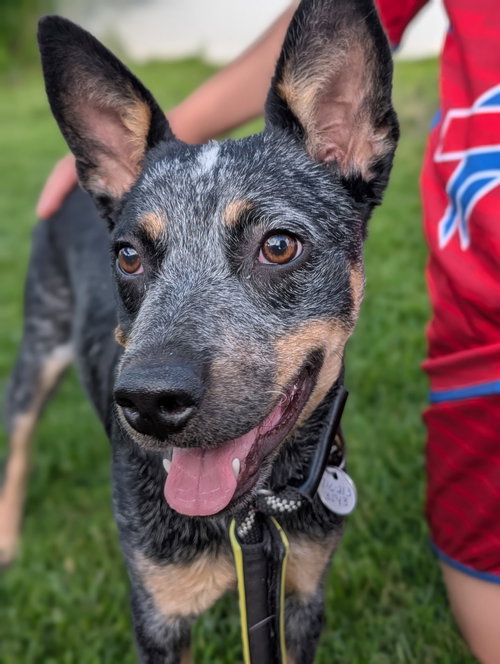 Nova