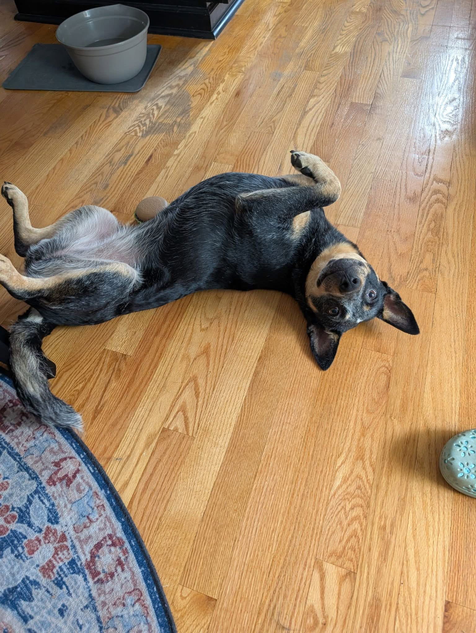 Nova, dog