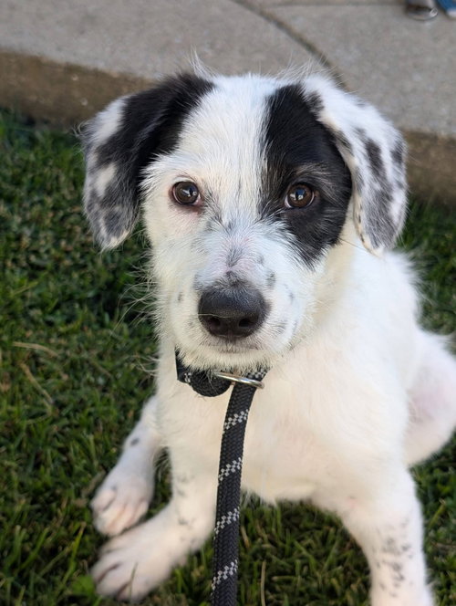 Lyric