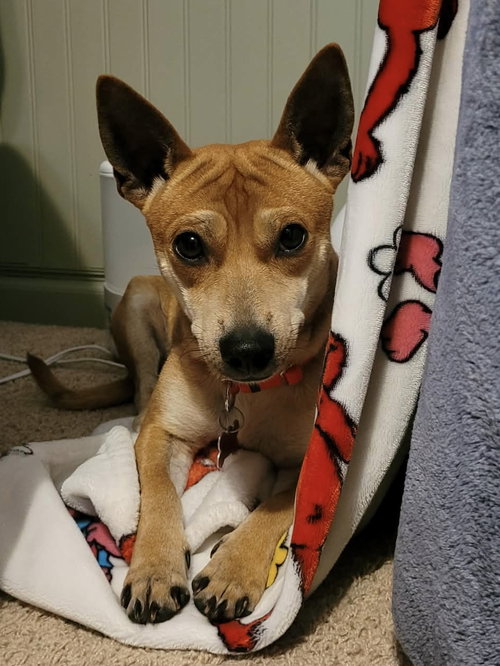 Peanut