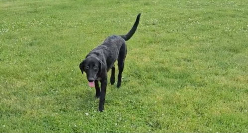 Blue, an adoptable Labrador Retriever in Hamburg, NY