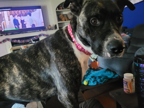 Photo 3 of Onyx