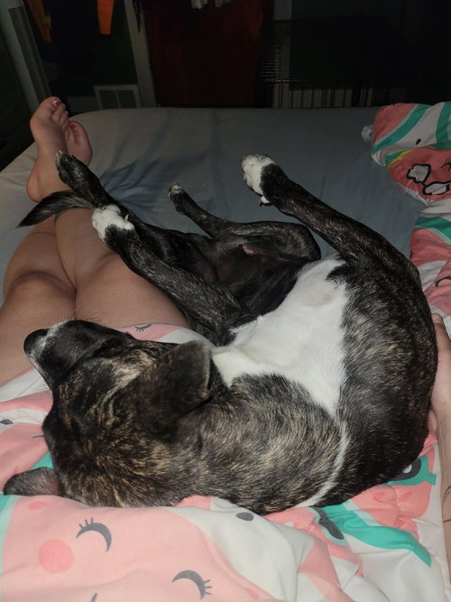 Photo 6 of Onyx
