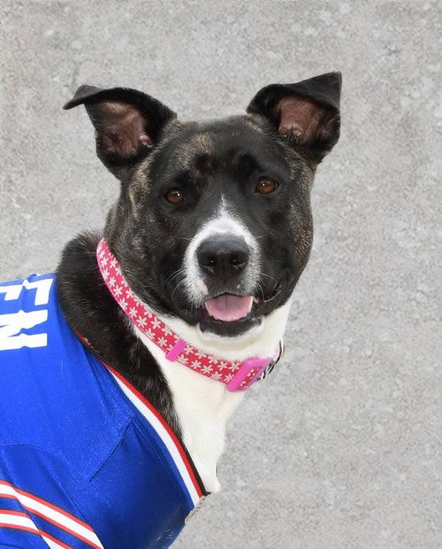 Onyx, a dog for adoption from Sadie's Safe Harbor Canine Rescue