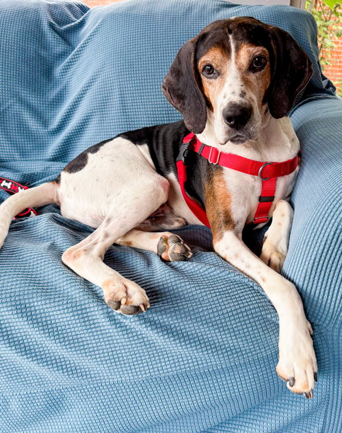 Norman, a dog for adoption from Sadie's Safe Harbor Canine Rescue