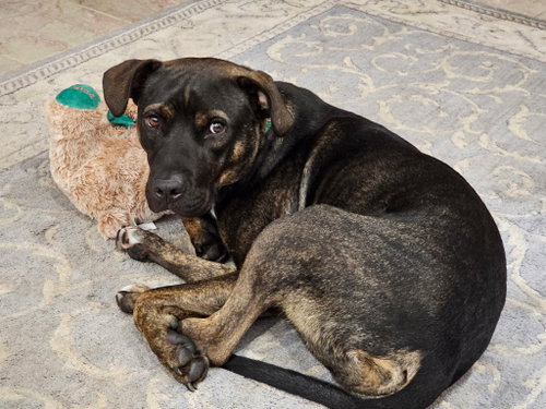 Jack, a dog for adoption from Sadie's Safe Harbor Canine Rescue